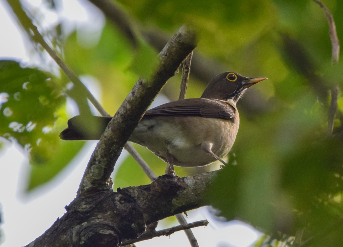White-throated Thrush - ML644051772