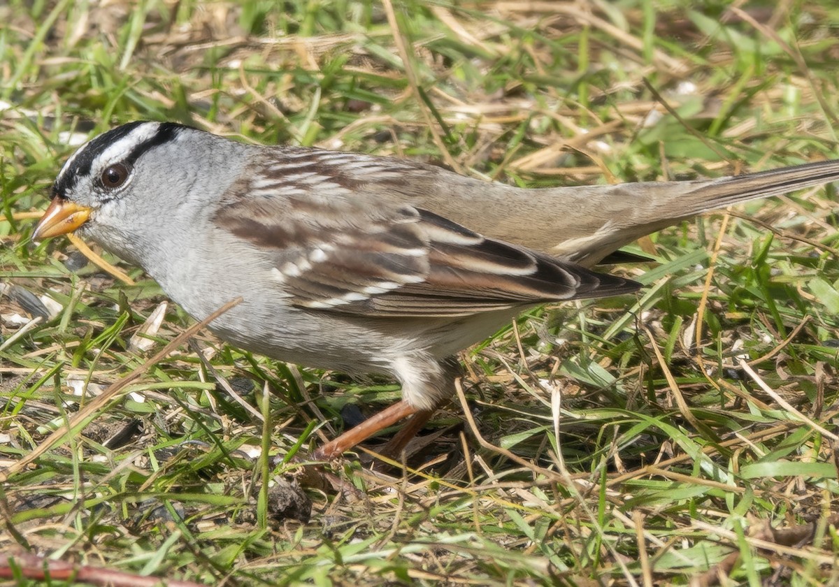 White-crowned Sparrow - ML644051774