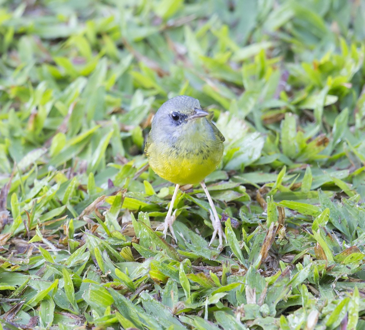 Mourning Warbler - ML644051787