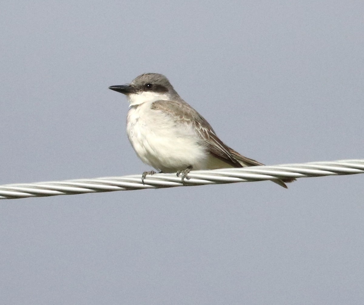Gray Kingbird - ML644051790