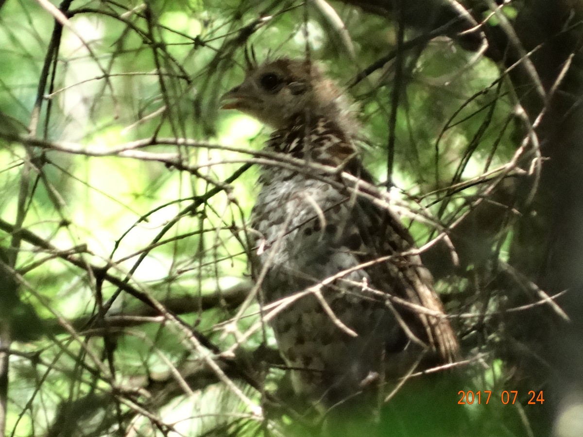 Spruce Grouse - ML64405181