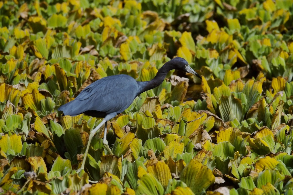 Little Blue Heron - ML644051820