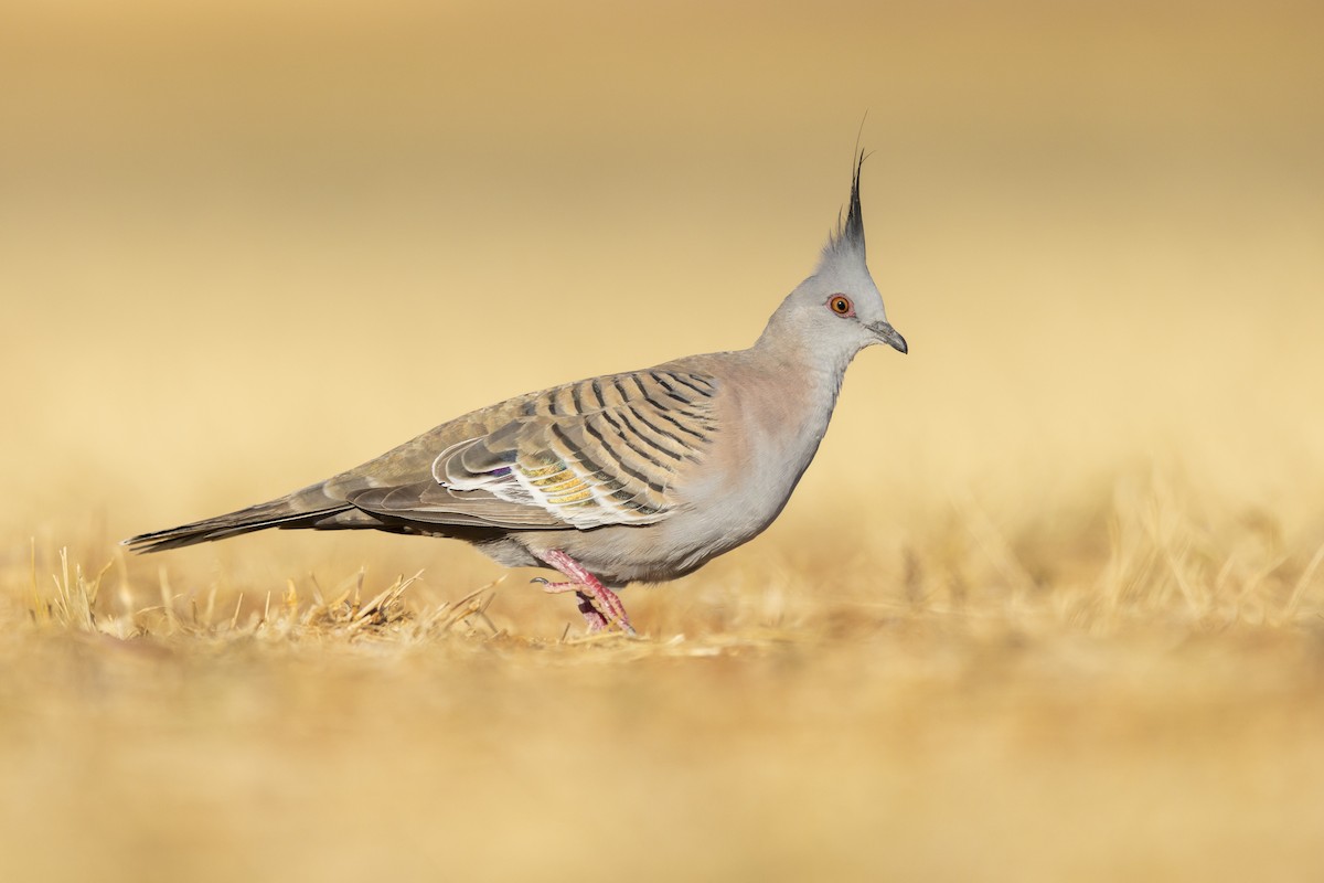 Crested Pigeon - ML644051822