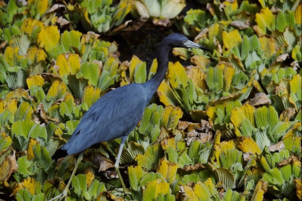 Little Blue Heron - ML644051823