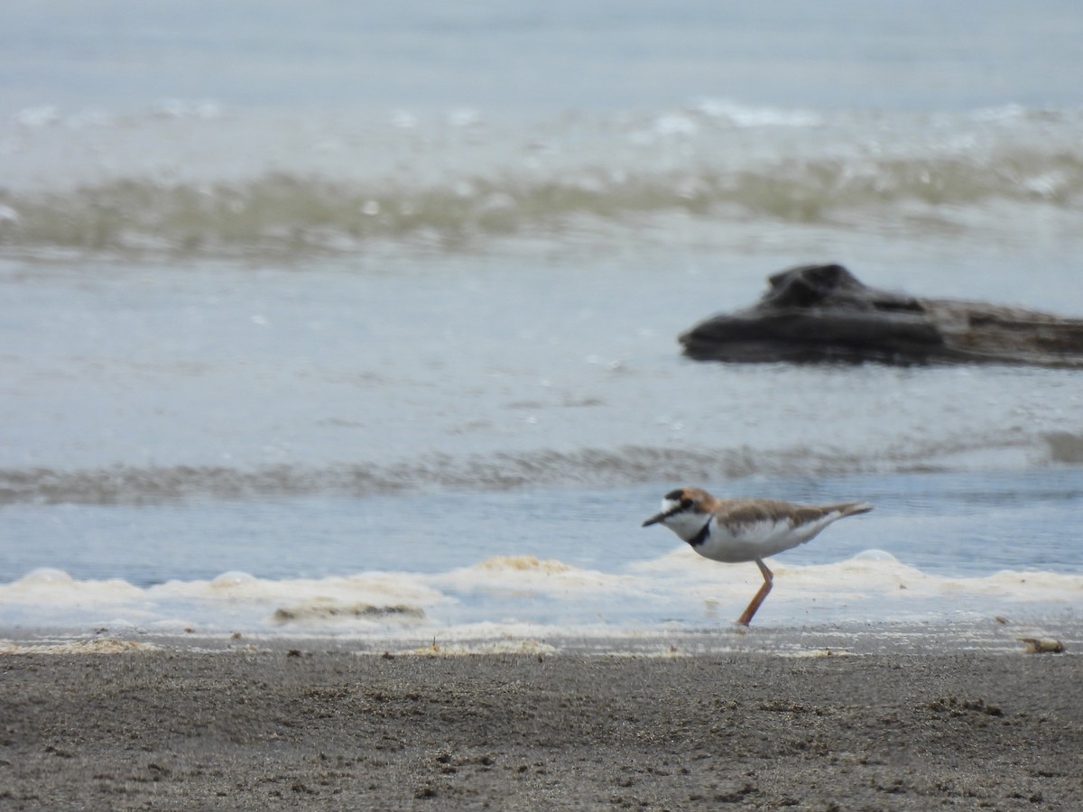 Collared Plover - ML644051826