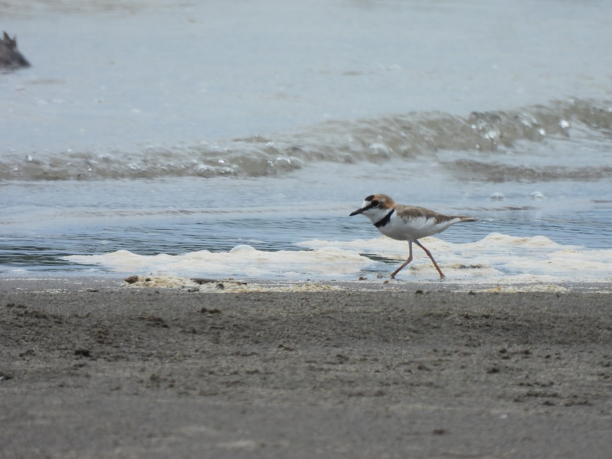 Collared Plover - ML644051827