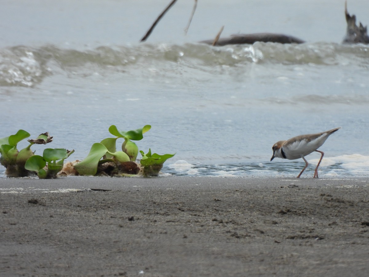 Collared Plover - ML644051828