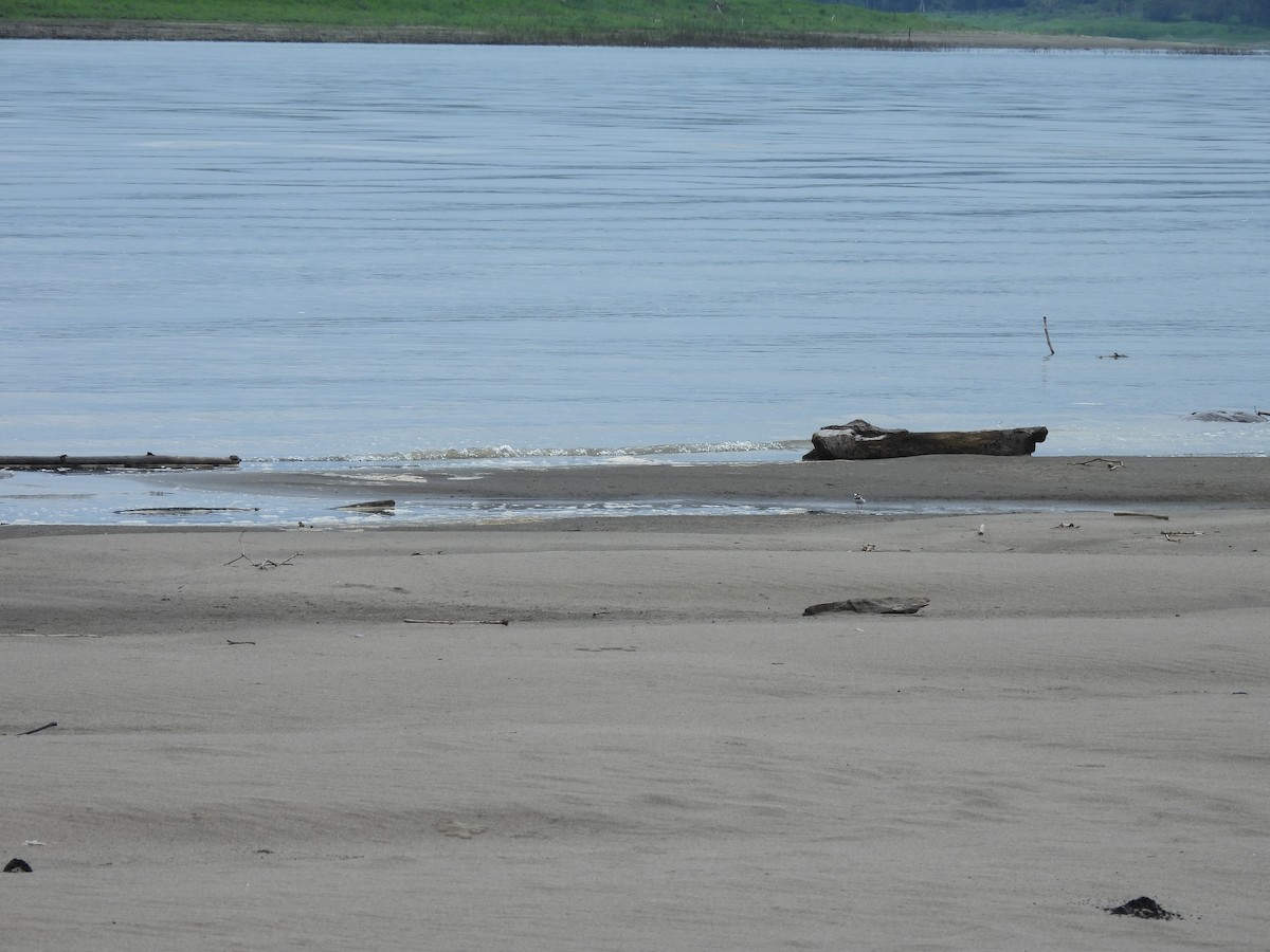 Collared Plover - ML644051829