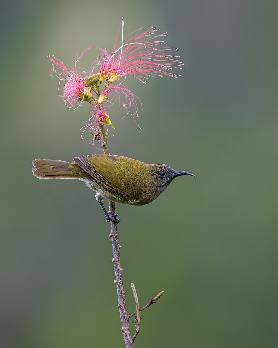 Медовець острівний - ML644051833