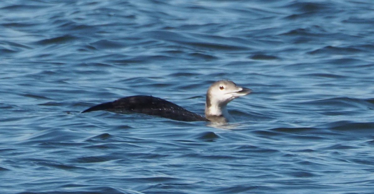 Common Loon - ML644051838