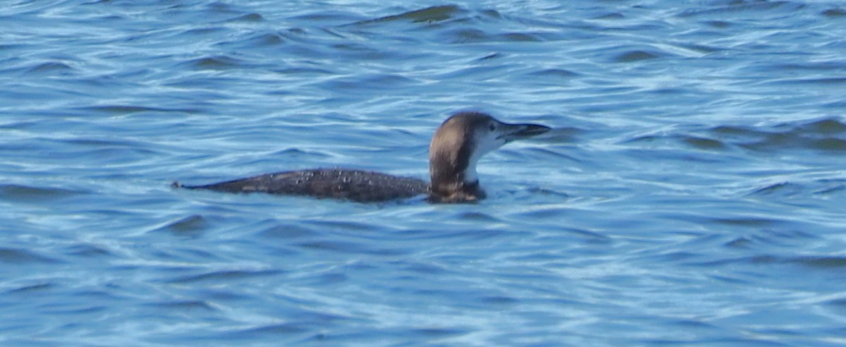 Common Loon - ML644051839