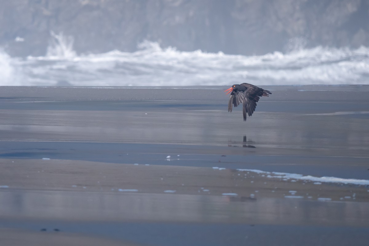 Black Oystercatcher - ML644051845