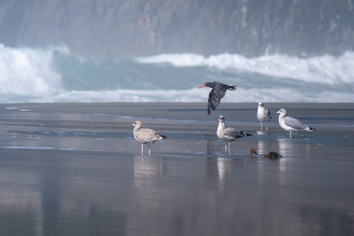 Black Oystercatcher - ML644051846