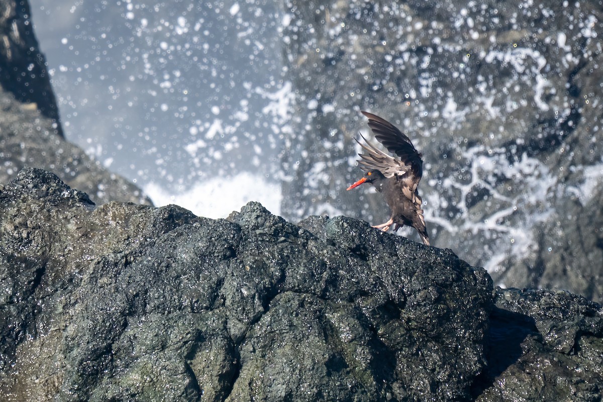 Black Oystercatcher - ML644051847