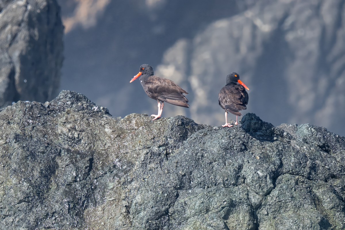 Black Oystercatcher - ML644051848