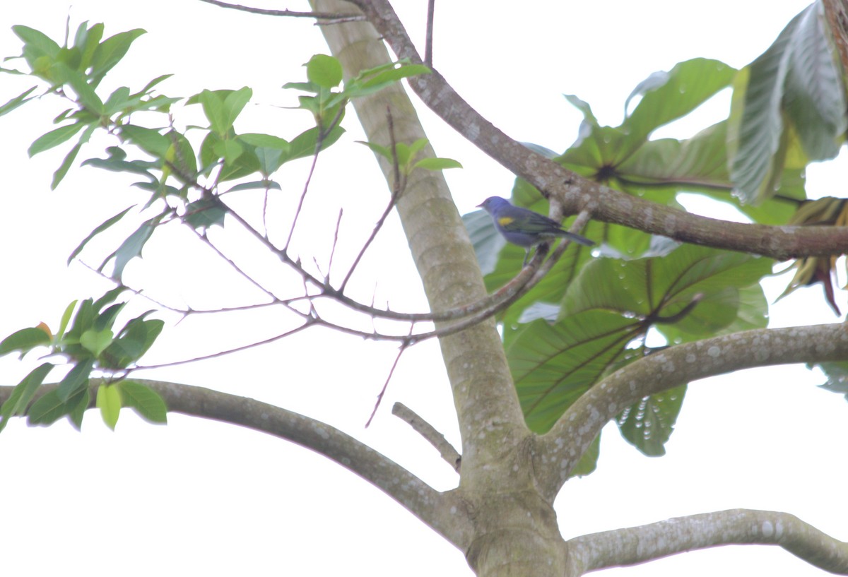Golden-chevroned Tanager - ML644051859