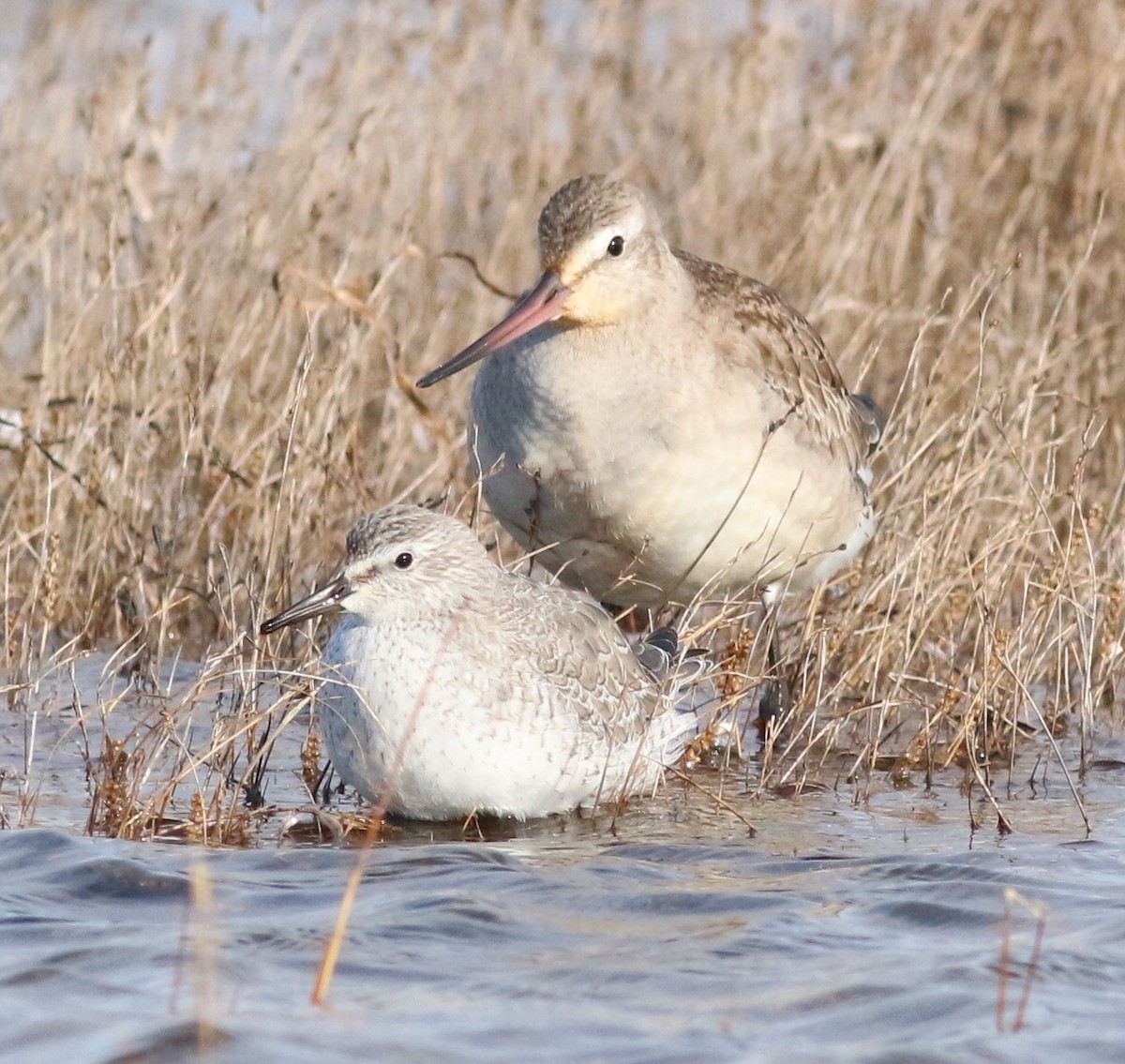 jespák rezavý - ML644051864