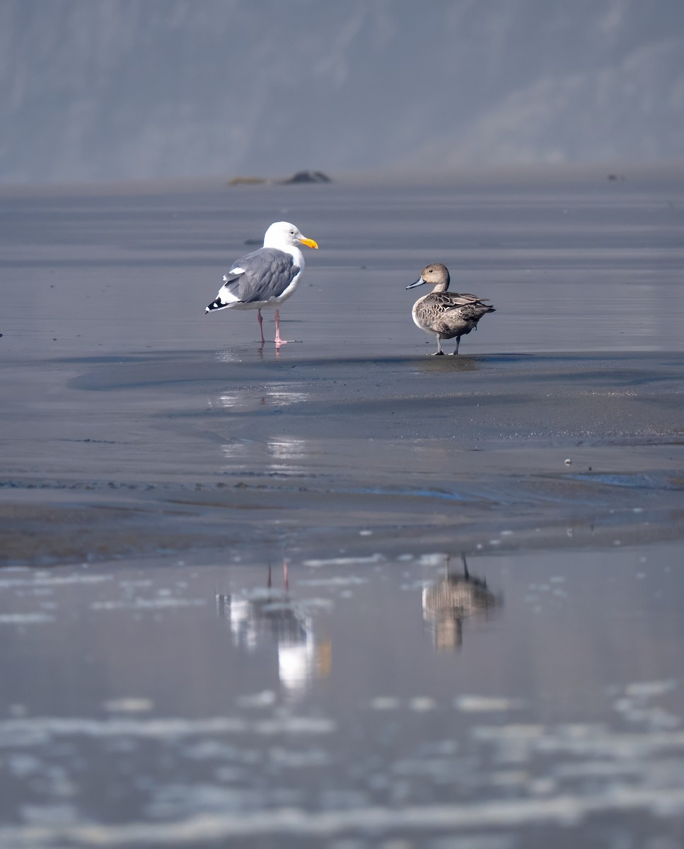 Western Gull - ML644051878