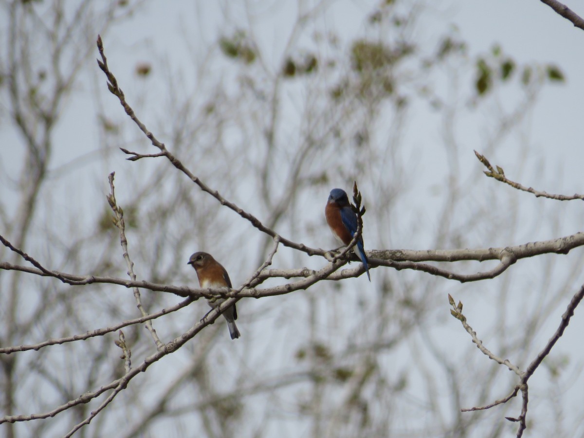 Eastern Bluebird - ML644051880
