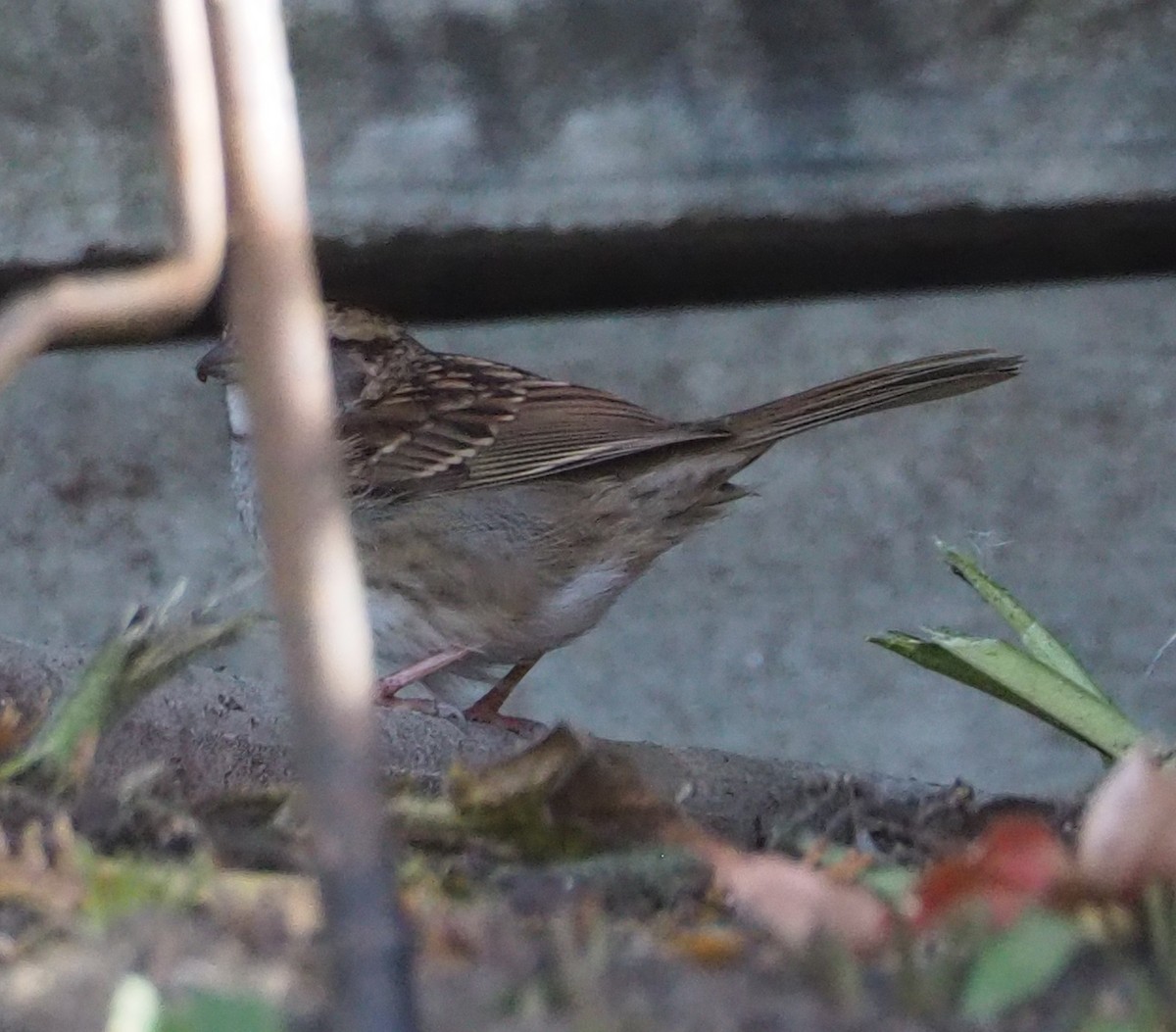 White-throated Sparrow - ML644051886