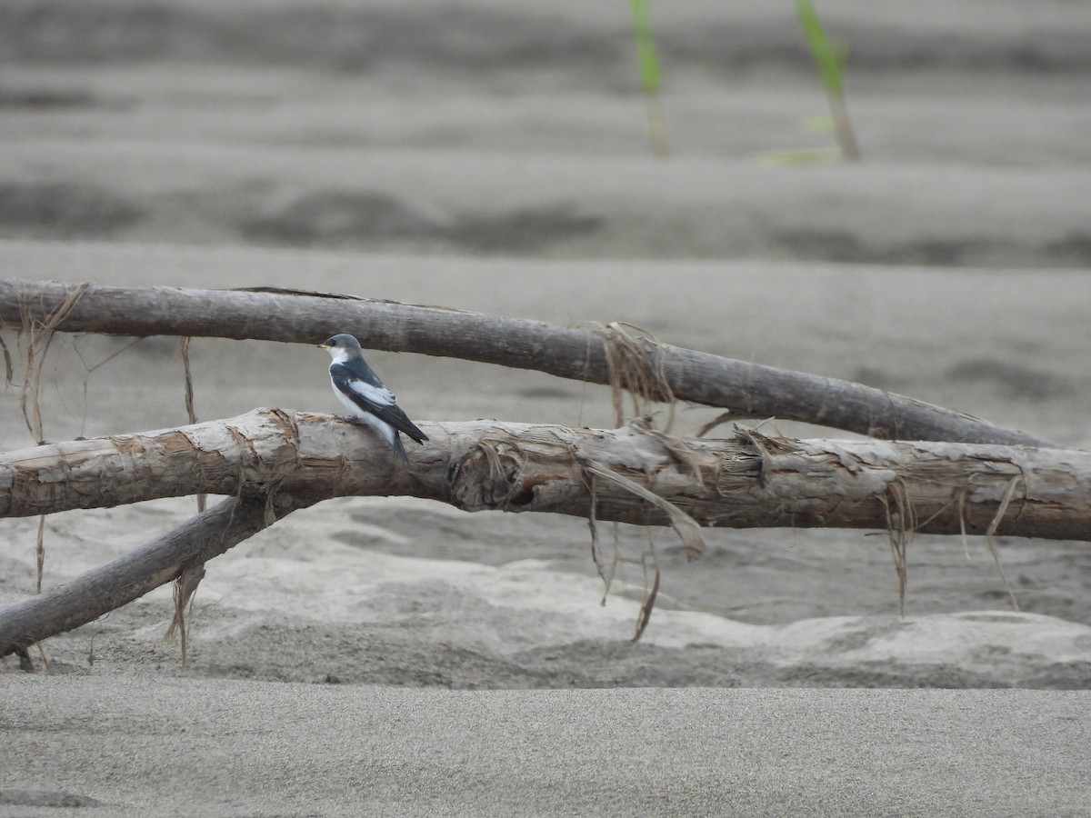 ハジロミドリツバメ - ML644051887