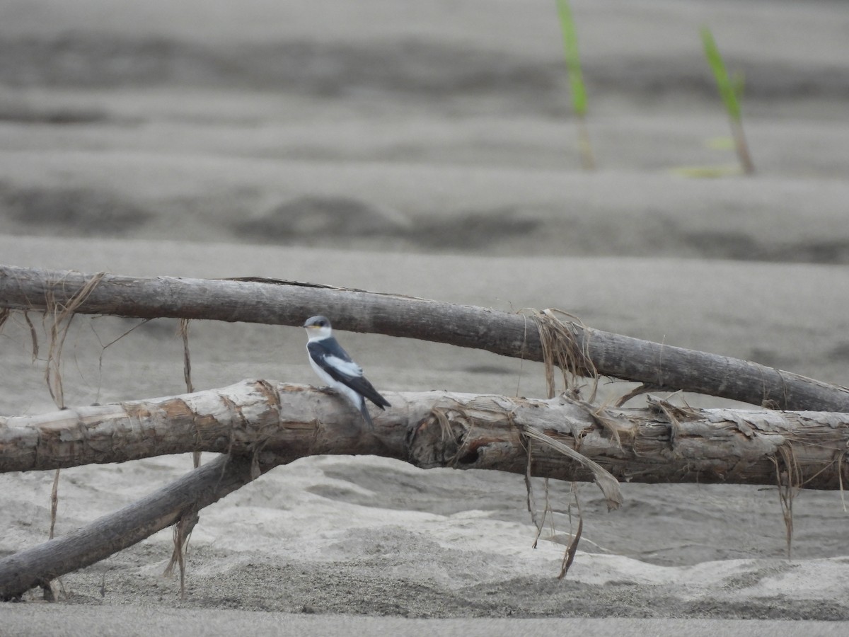 ハジロミドリツバメ - ML644051889