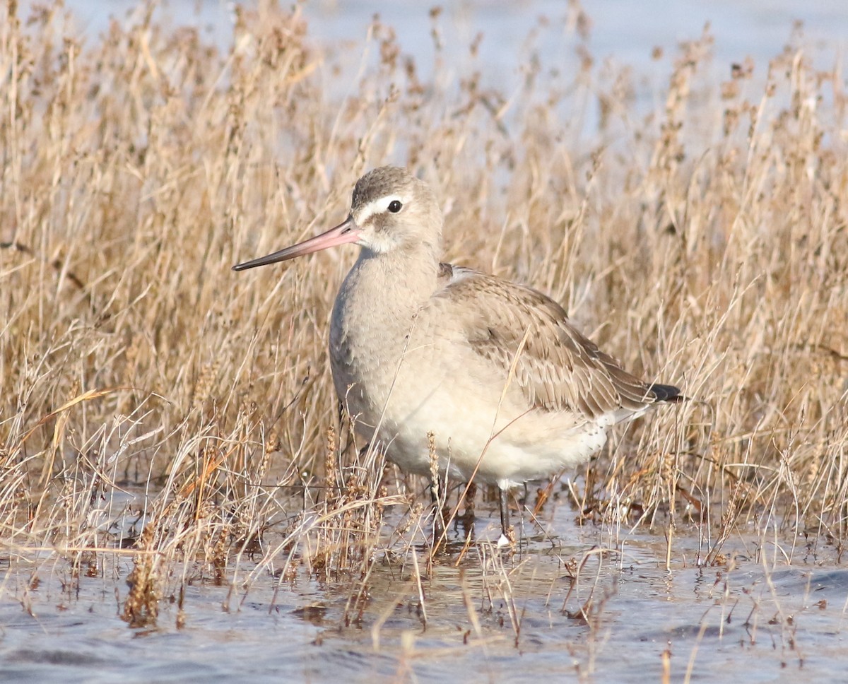 břehouš aljašský - ML644051890