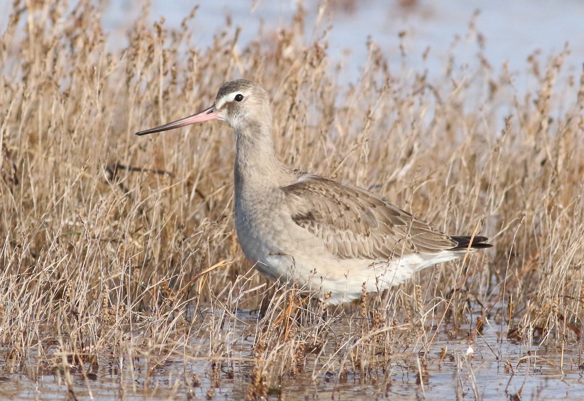 břehouš aljašský - ML644051891
