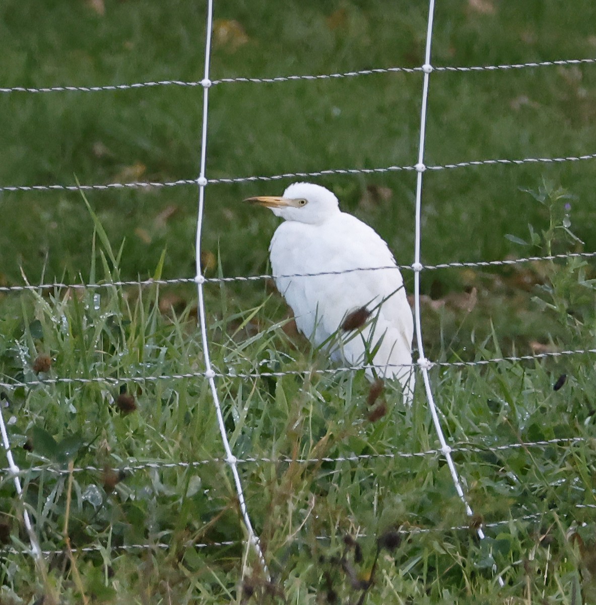Western Cattle-Egret - ML644051896