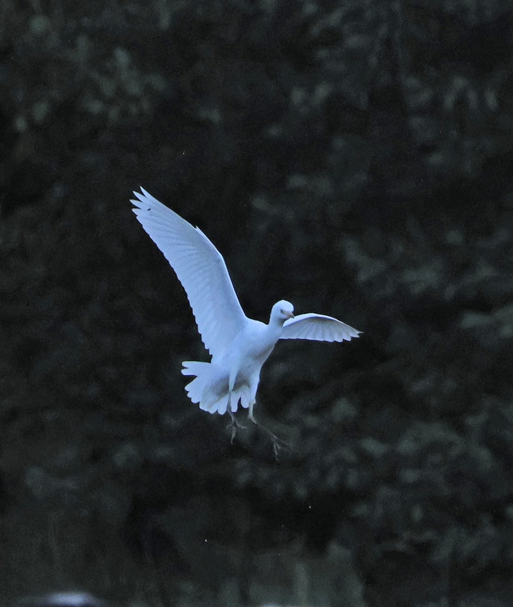 Western Cattle-Egret - ML644051897