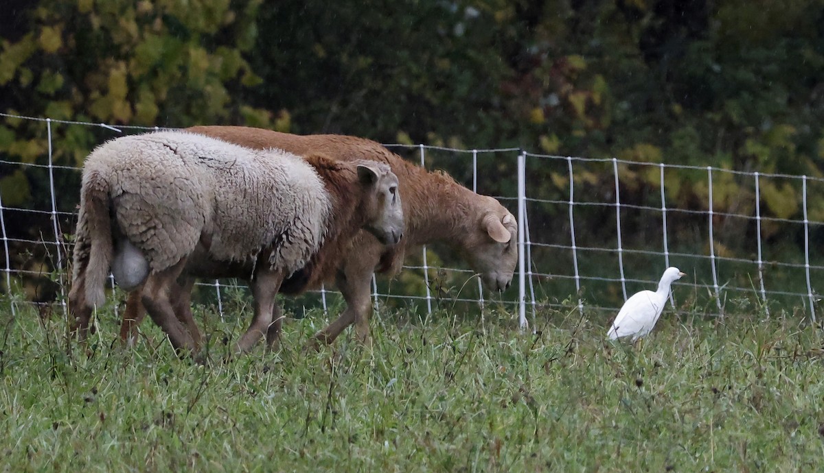 Western Cattle-Egret - ML644051898