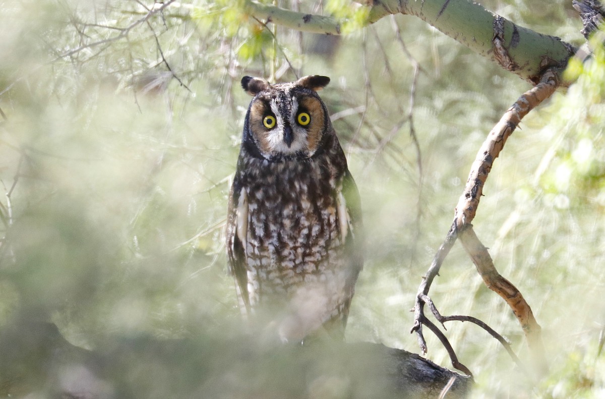 Long-eared Owl - ML644051901