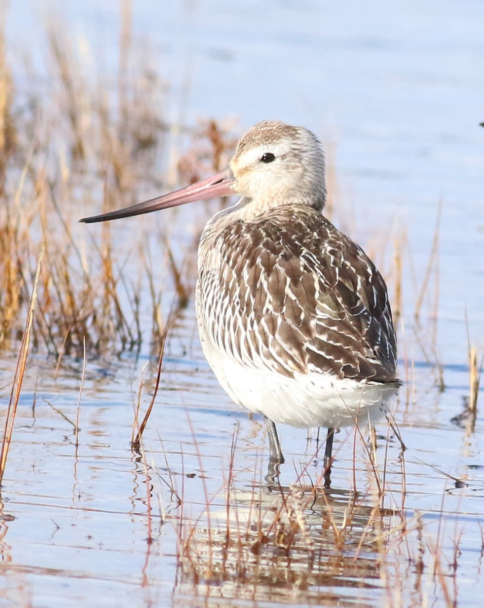 břehouš rudý - ML644051914