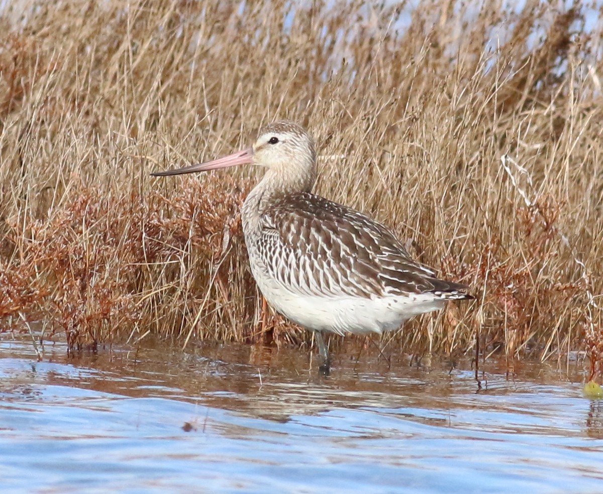 břehouš rudý - ML644051915