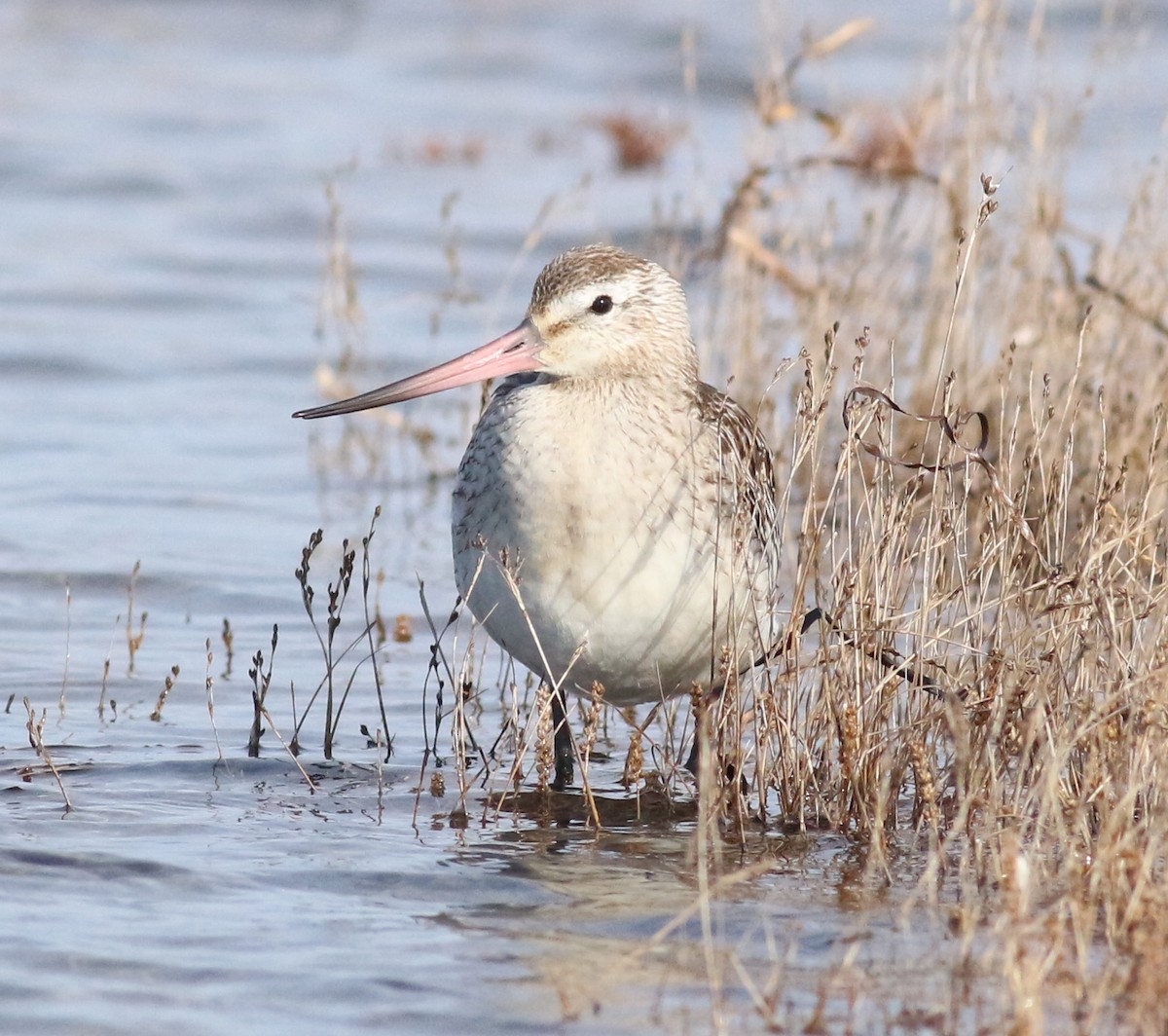 břehouš rudý - ML644051916