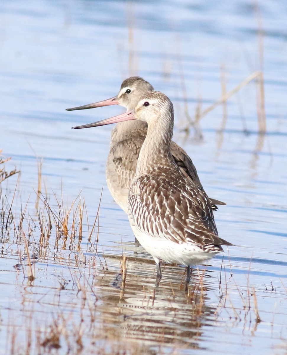 břehouš rudý - ML644051917