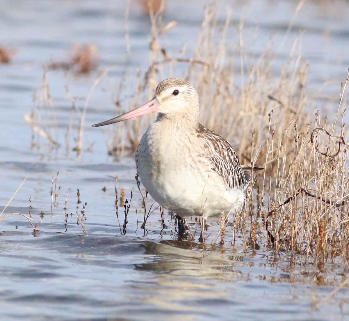 břehouš rudý - ML644051918