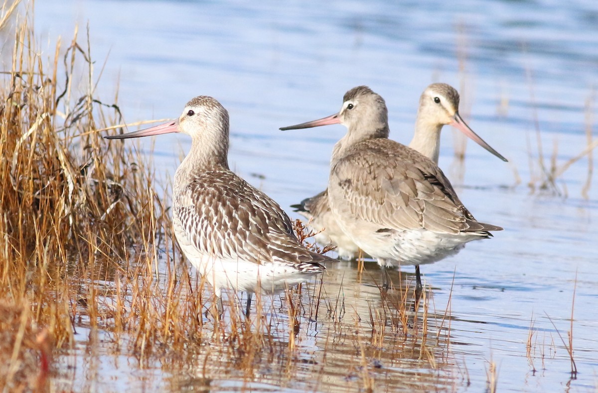 břehouš rudý - ML644051919