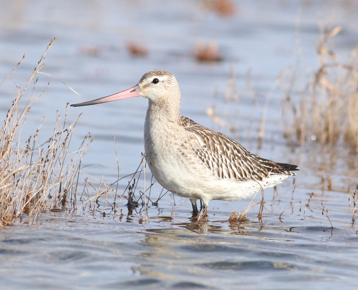 břehouš rudý - ML644051920