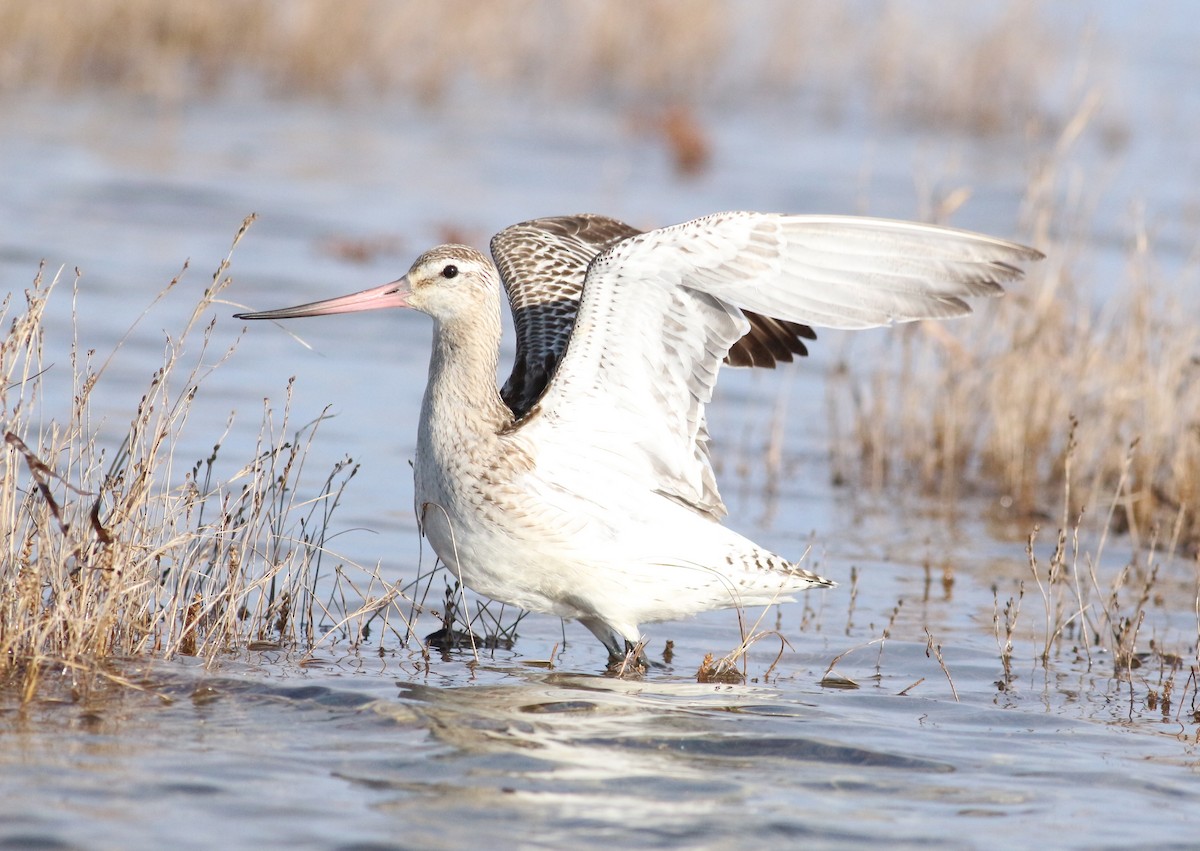 břehouš rudý - ML644051921