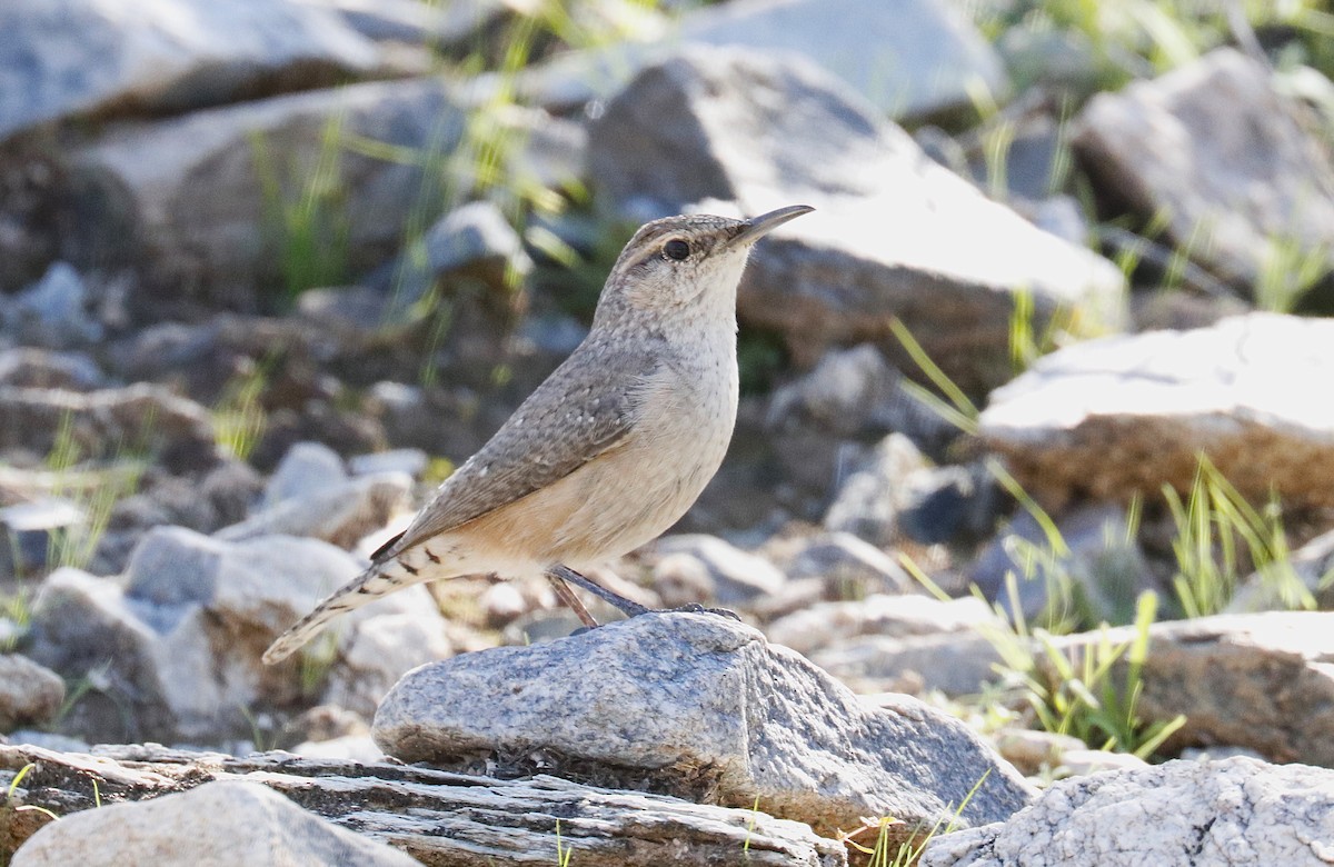 Rock Wren - ML644051922
