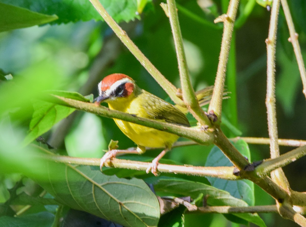 Chestnut-capped Warbler - ML644051925