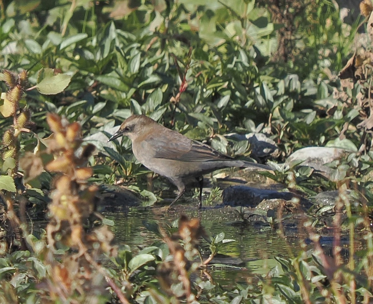 Rusty Blackbird - ML644051934