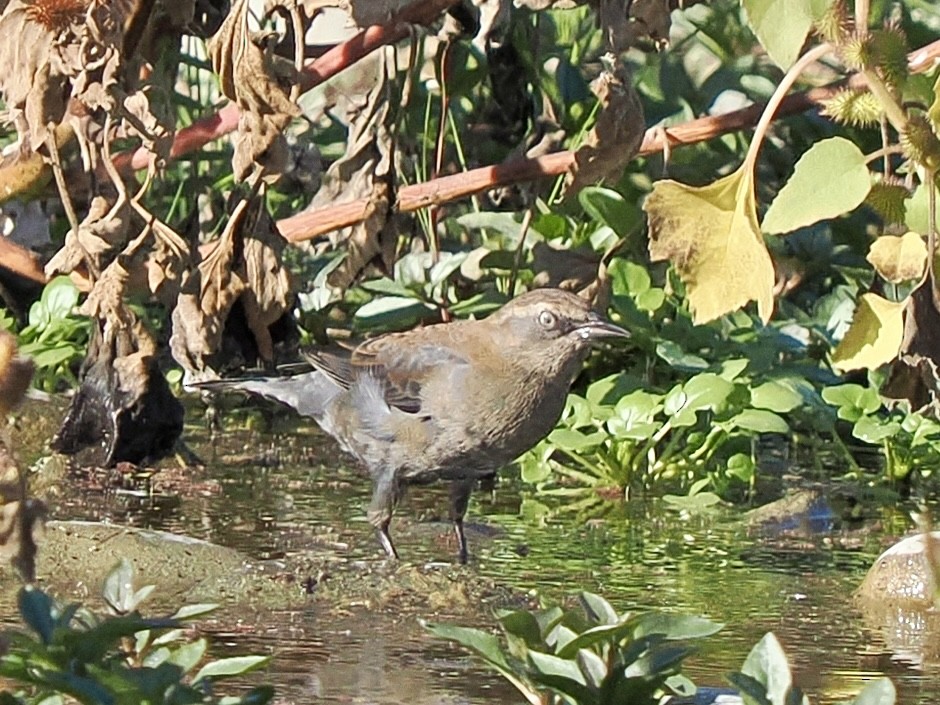 Rusty Blackbird - ML644051935
