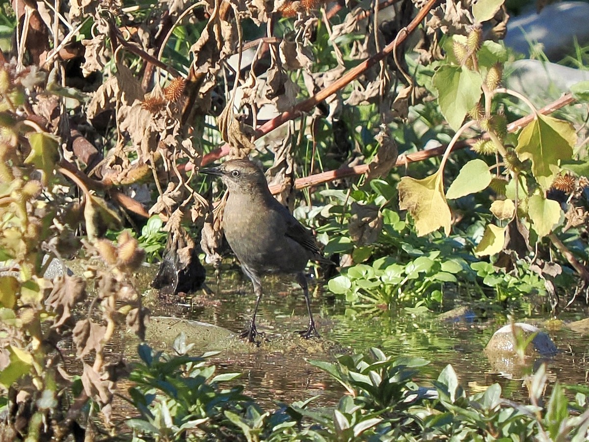 Rusty Blackbird - ML644051936