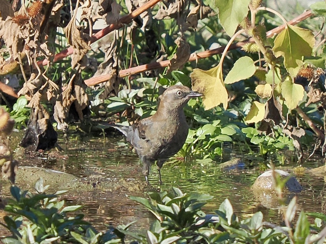Rusty Blackbird - ML644051937