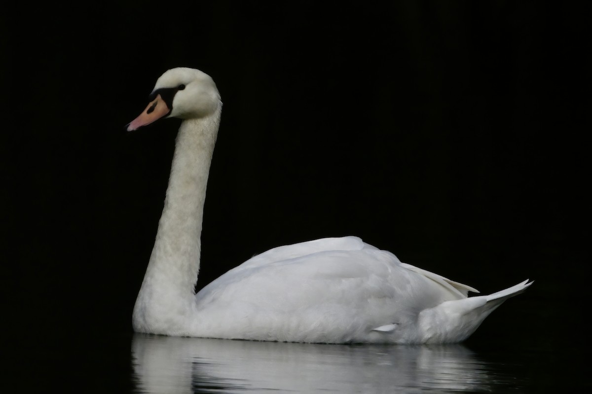 Mute Swan - ML644051956