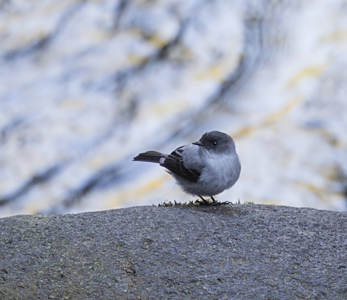 Torrent Tyrannulet - ML644051975