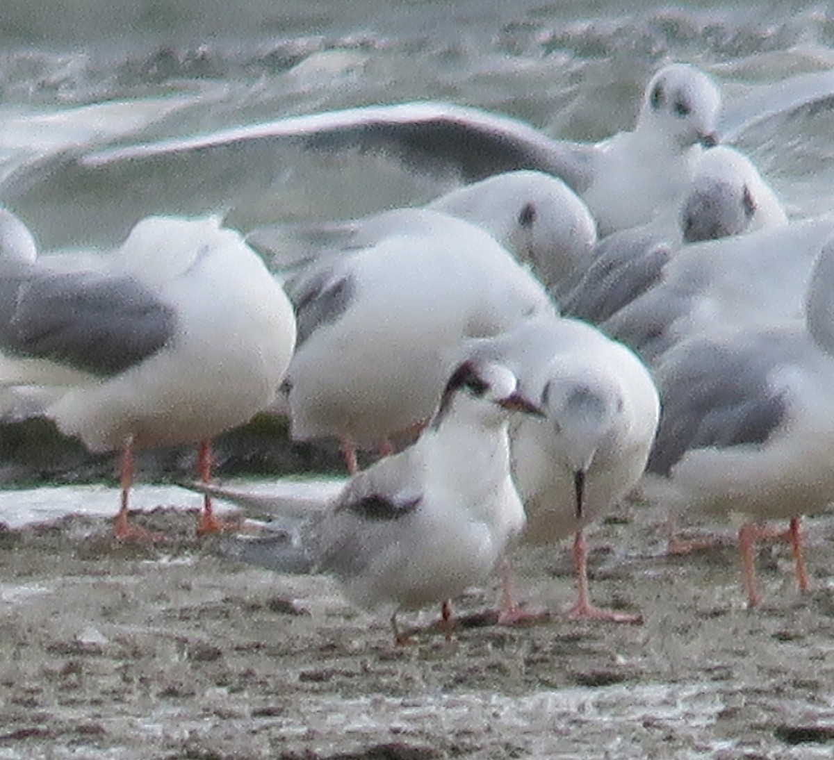 rybák obecný - ML644051984