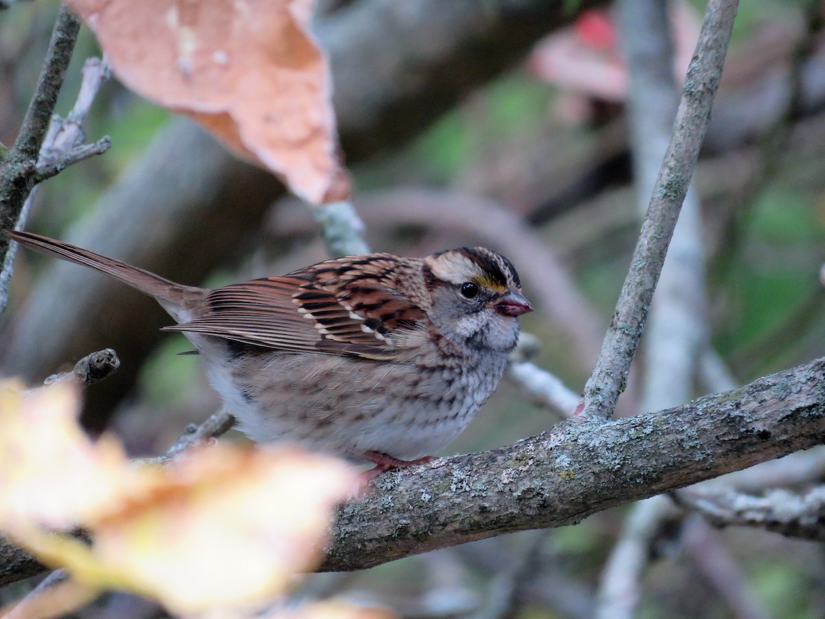 strnadec bělohrdlý - ML644051994